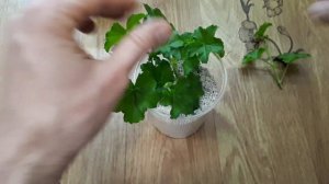 Быстрая "эконом"-посадка черенков ампельной пеларгонии. В тесноте да не в обиде :)