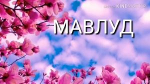 Мавлуд