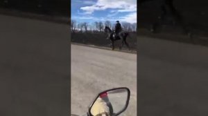 Рысаки и Иноходцы