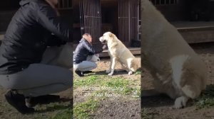 САО АЛАБАЙ! МАРШАЛ И БУХАРА ВНУКИ МАТУРХАНА ЦЕЗАРЯ БУЛЬДОЗЕРА