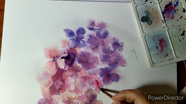 гортензия, акварель.
