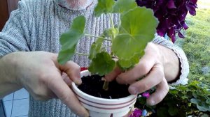 Comment et quand ? bouturer les geraniums