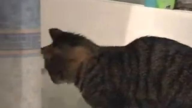 КОШАЧИЙ АКВАПАРК