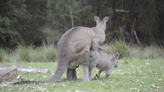 Kangaroo mating смотреть онлайн