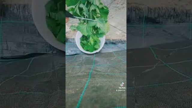 Удобрение из крапивы для подкормки растений