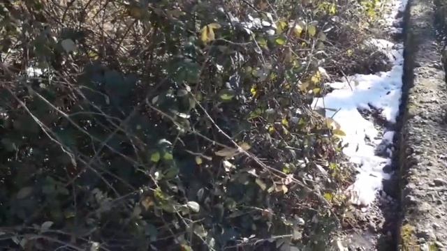 Грузия Ткибули 09.01.2022г. смотреть онлайн