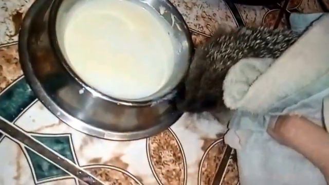 Дикий ежик пришел в гости! смотреть онлайн