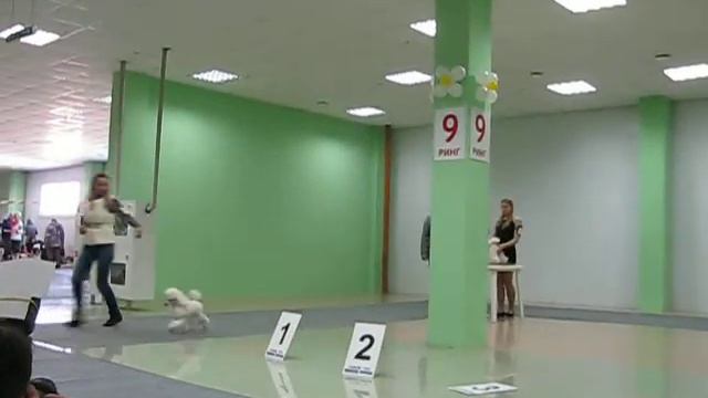 Выставка собак Белгород 06.04.14 - пудели смотреть онлайн