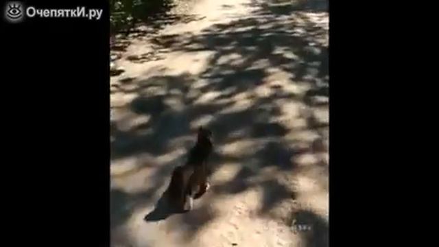 Кот-ниндзя защищает хозяев от собаки)) смотреть онлайн