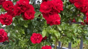 🌹Роза плетистая Дон Жуан (Don Juan) на шпалере