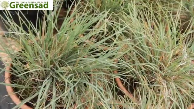 Коелерия голубая видео обзор от Greensad смотреть онлайн