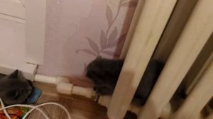 мурка застряла в батареи кошка и котята