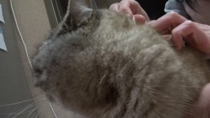 Котик Кевин больше всех боится капаться от блох