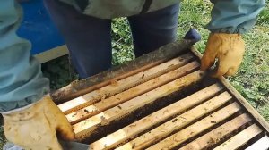 Куда ставить вощину и когда