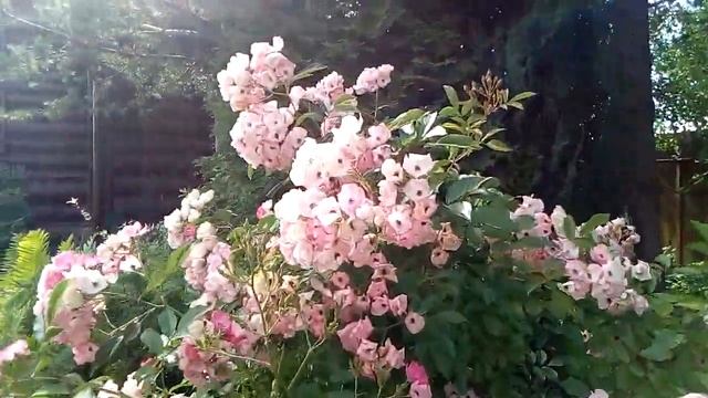 Мускусные гибриды роз, сорт Bukavu, Balerina. смотреть онлайн