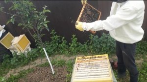 Пчёлы залили первый корпус улья. Наш метод расширения.