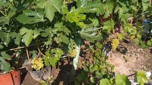 Виноград Подмосковья. Районированных сорта винограда по состоянию на 25.08.2021