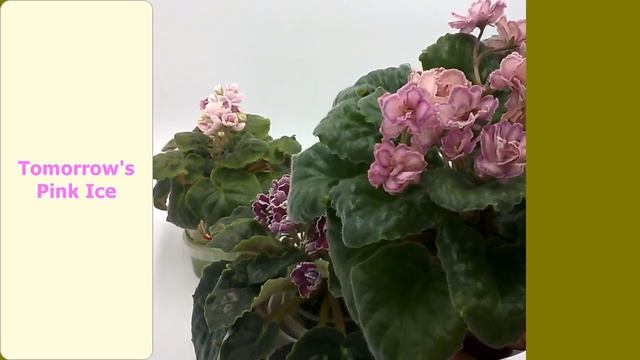 Торф и зной портят фиалки, диатомит защищает смотреть онлайн