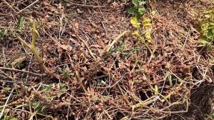 КАРТОФЕЛЬ! 6 СЕНТЯБРЯ. Копаем картофель без названия. Назвали её "КРАСНОГЛАЗКА" за красные глазки.