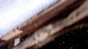 РАЗВЕДЕНИЕ ЧЕРВЕЙ ДЕНДРОБЕНА. различие червей. все о червях.