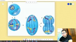 Биология 6 класс | Деление клетки