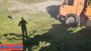 Заготовка клеверного силоса в бурт.