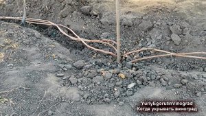 ? Когда укрывать виноград? Нужна ли закалка перед укрытием лозы?