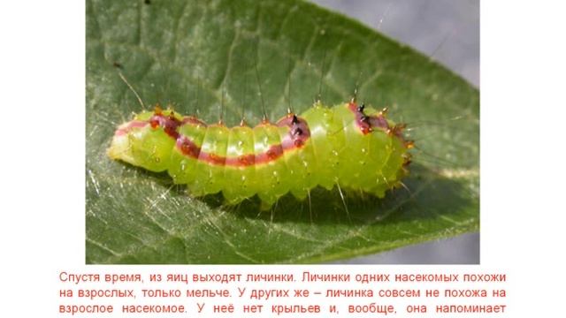 Размножение животных
