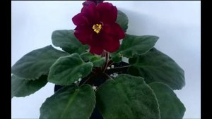 АВ Благородная Роза