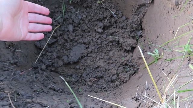 Тележка намного облегчила труд на огороде. Посадочне место для смородины. Баклажаны в мульче смотреть онлайн