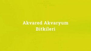 Akvared Akvaryum Bitkileri - Rotala bossi