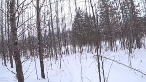 Предновогодняя охота на зайцев с Русскими гончими!