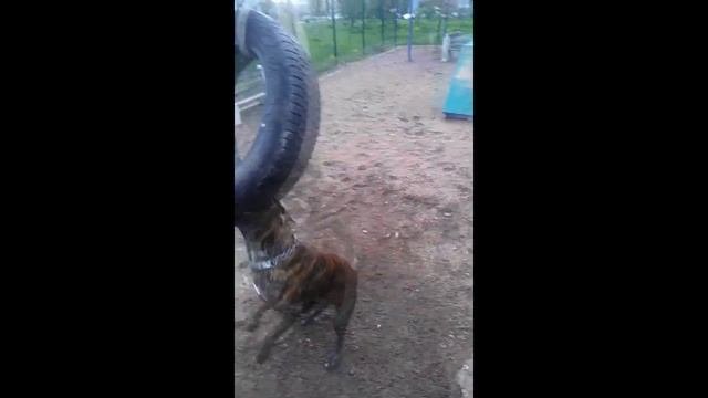 Питбуль