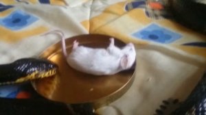 Амурский полоз за трапезой