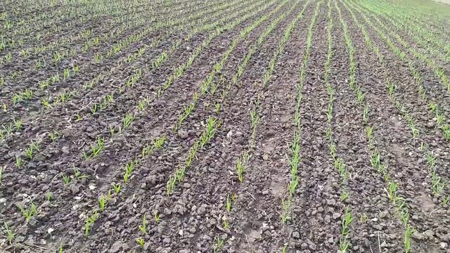 Гербицид Стомп по чесноку. Обзор механизированной и ручной посадки. Чем легко измерить участок. смотреть онлайн