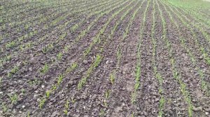 Гербицид Стомп по чесноку. Обзор механизированной и ручной посадки. Чем легко измерить участок.