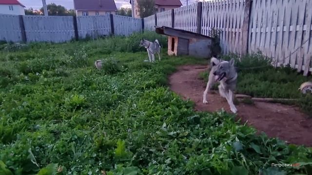 Новые Тачка Воленд и Сезон охоты на Медведя