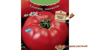 Томат обыкновенный Сахарок (sakharok) ? томат Сахарок обзор: как сажать семена томата Сахарок