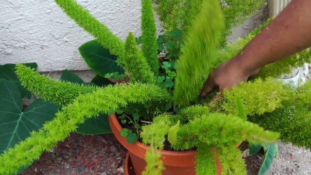 How To Grow Ferns: The Ultimate Guide to Growing Ornamental Plants in Your Garden