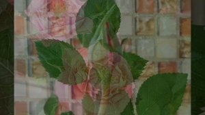 Горшечные розы из магазина Пятерочка. Мой опыт выращивания на балконе.