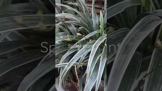 Spider plant/Chlorophytum comosum/F-Asparagaceae/NE???