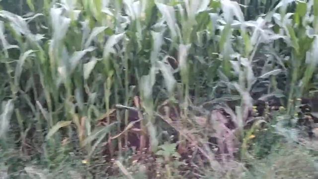 И снова о просе,  на каком расстоянии сажать его друг от друга. смотреть онлайн