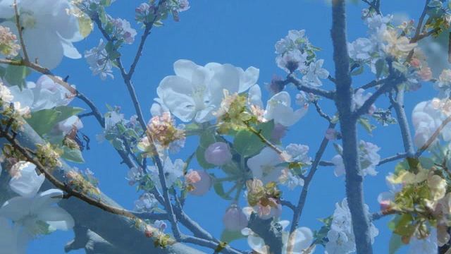 Яблони в цвету