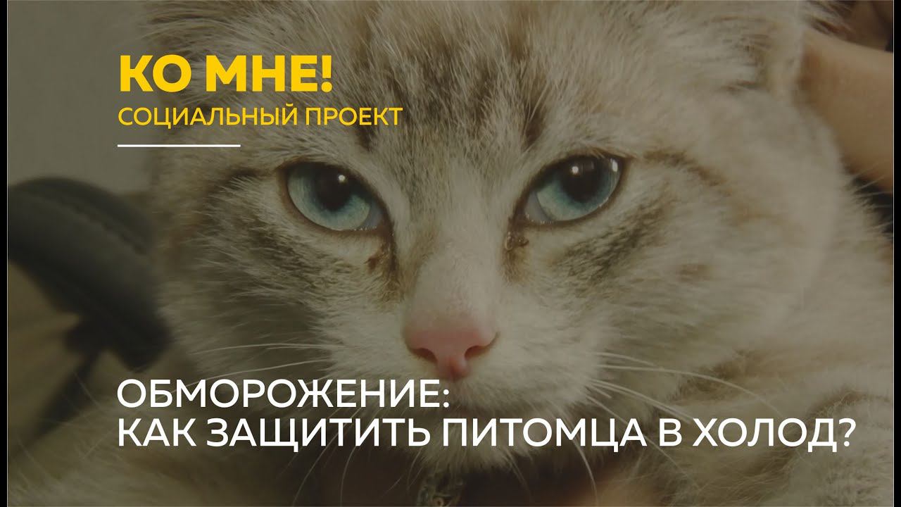 Обморожение уха у кота