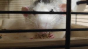 ?Крыса и лакомство. Смешное видео про крыс?