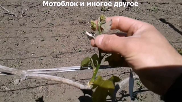 Виноград замерз Часть 2.