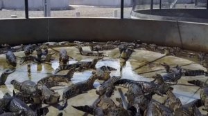 देखिये कैसे ये लोग मगरमच्छ की खेती करके कमाते है करोड़ों रुपए..! Crocodile Farming