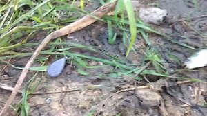 Рыбалка на реке Дон | спиннинг | донки | июль 2022