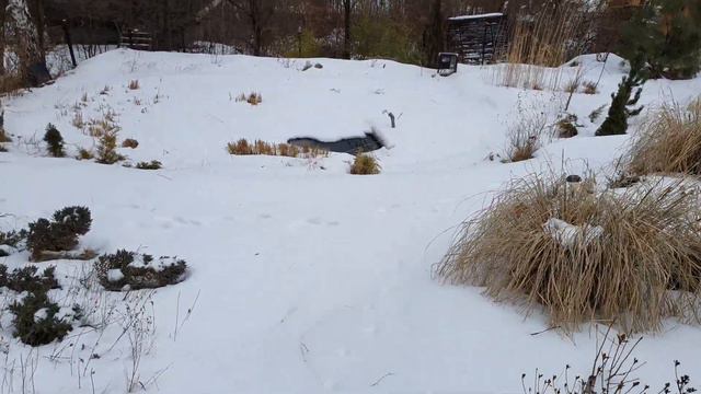 Незамерзаюча лунка у ставку, бамбук Ауреасульката, кедр ліванський, сосна Chief Joseph 06.02.2022 смотреть онлайн