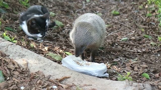 кошка и мангуст смотреть онлайн